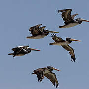 Peruvian Pelican