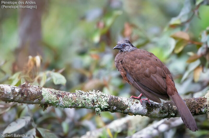 Andean Guan