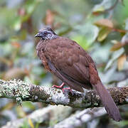 Andean Guan