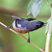 Black-throated Flowerpiercer