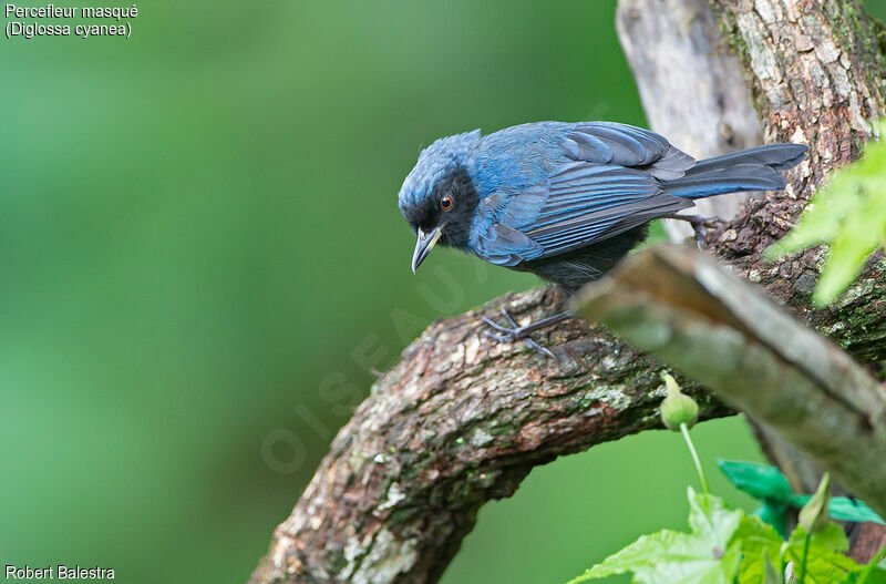 Masked Flowerpiercer