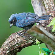 Masked Flowerpiercer