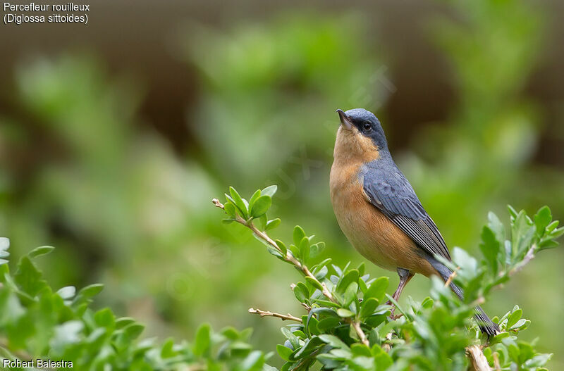 Rusty Flowerpiercer