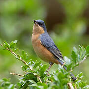 Rusty Flowerpiercer