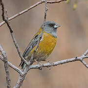 Peruvian Sierra Finch