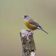 Peruvian Sierra Finch