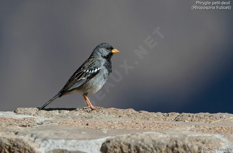 Mourning Sierra Finch male