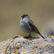 Ash-breasted Sierra Finch