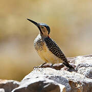 Andean Flicker