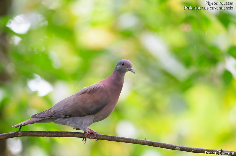 Pale-vented Pigeon