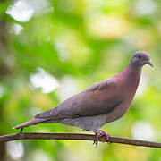 Pale-vented Pigeon