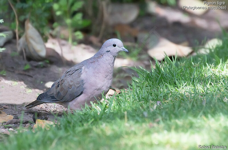 Pigeon tigré