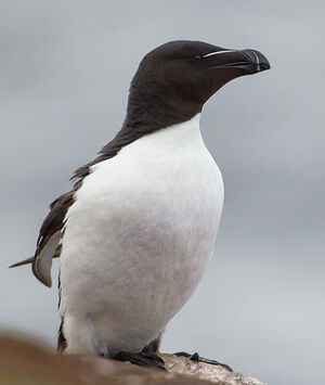 Razorbill - Alca torda