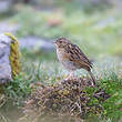 Pipit du paramo