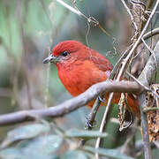 Hepatic Tanager