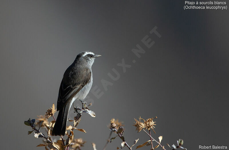 White-browed Chat-Tyrant