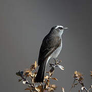 White-browed Chat-Tyrant