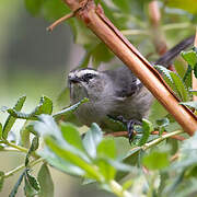 White-browed Chat-Tyrant