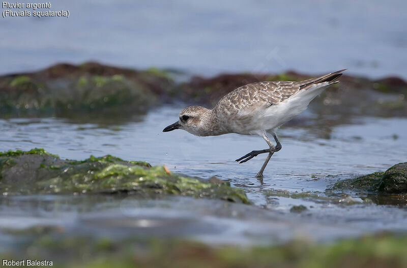 Grey Plover