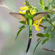 Green-tailed Trainbearer