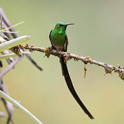 Green-tailed Trainbearer