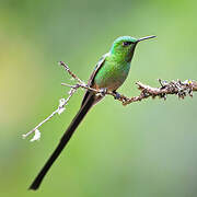 Green-tailed Trainbearer