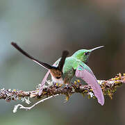 Green-tailed Trainbearer