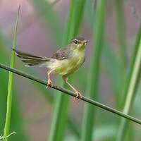 Prinia à ventre jaune