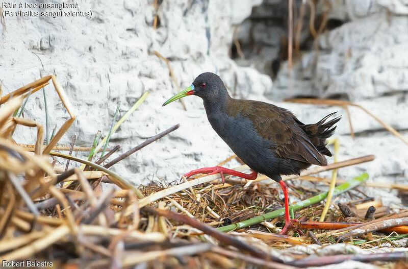 Plumbeous Rail