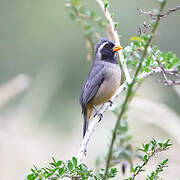 Golden-billed Saltator