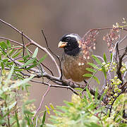 Golden-billed Saltator