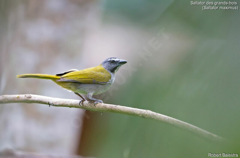 Saltator des grands-bois