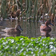 Cinnamon Teal