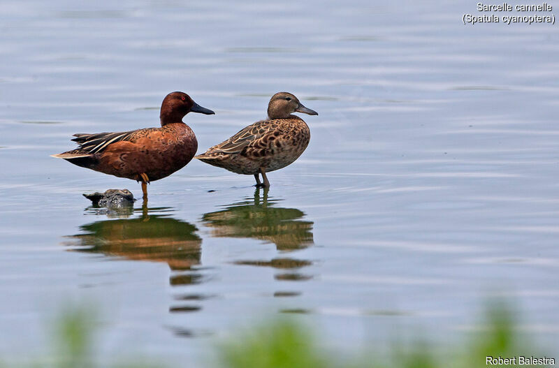 Cinnamon Teal