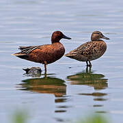 Cinnamon Teal