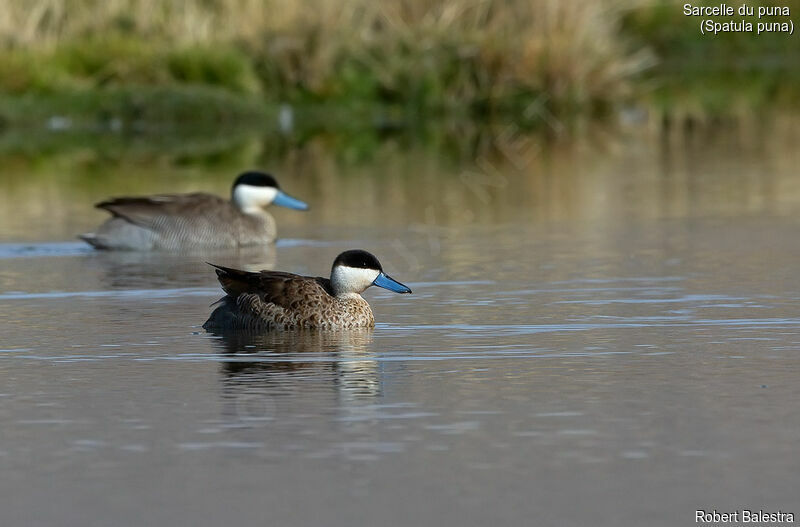 Puna Teal