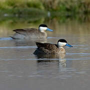 Puna Teal