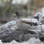 Yellow-billed Teal