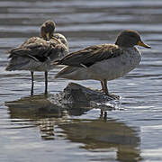 Yellow-billed Teal