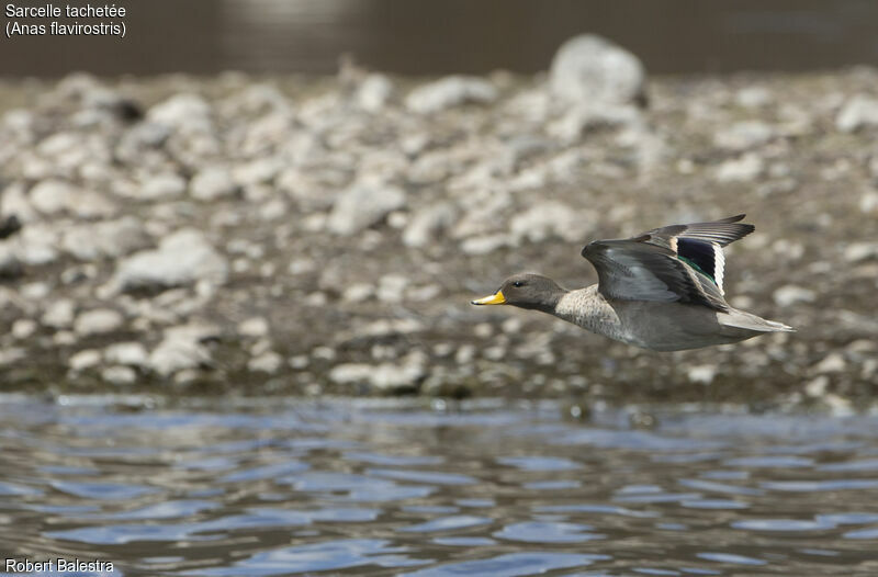 Yellow-billed Teal