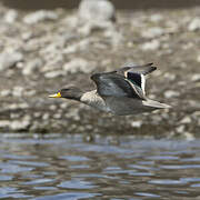 Yellow-billed Teal