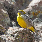 Bright-rumped Yellow Finch