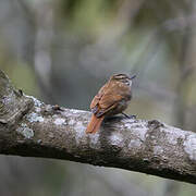 Streaked Xenops