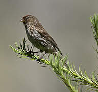 Redpoll