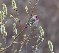 Redpoll