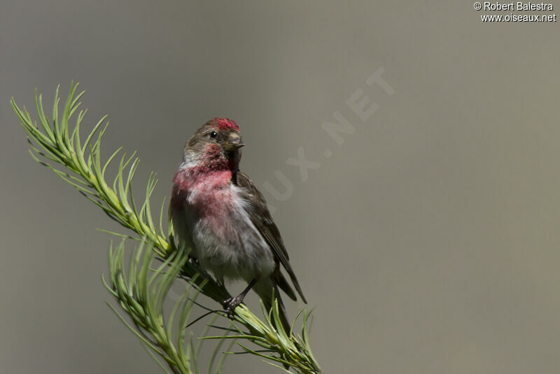 Redpoll male adult