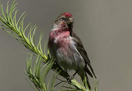 Redpoll