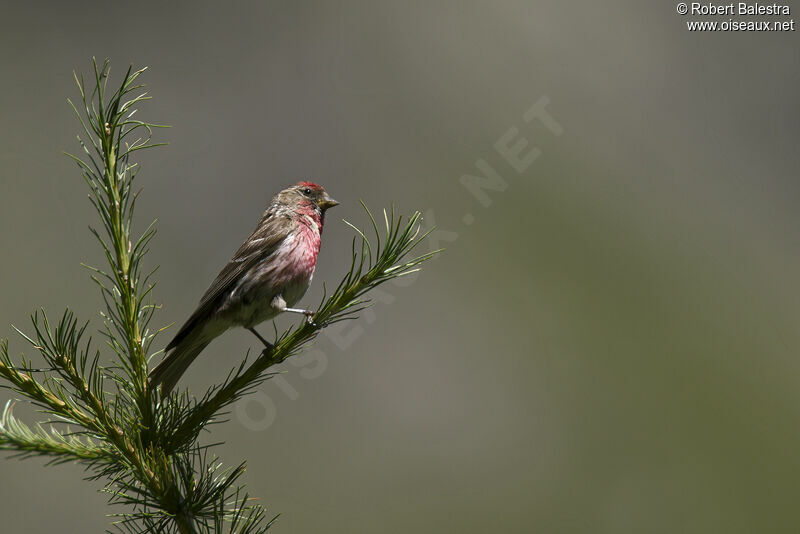 Redpoll male adult breeding, aspect, pigmentation