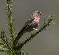 Redpoll