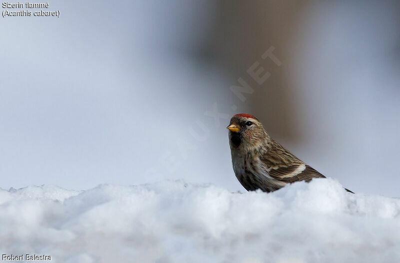 Redpoll